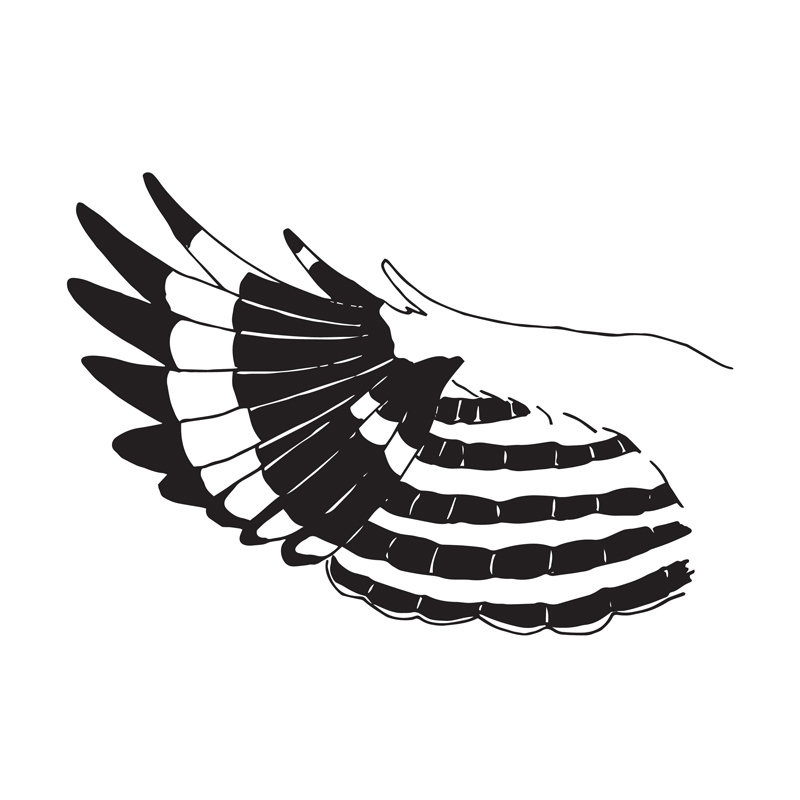 Hoopoe © Anne-Margreet Niemeijer